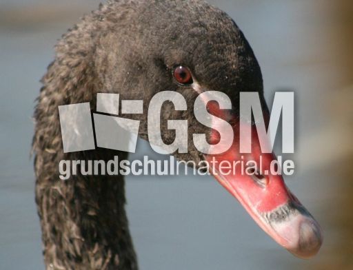 Schwarzer-Schwan-24.jpg